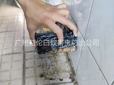 滨江诱杀白蚁危害工程