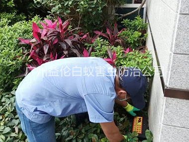 龙凤住宅环境灭鼠工程