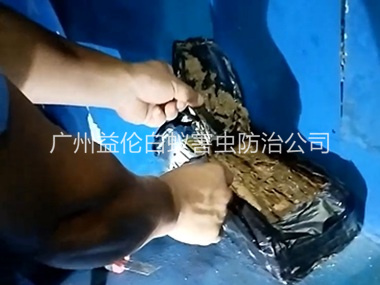 华洲白蚁侵害防治工程